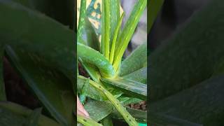 How to cut aloevera leaf 🌿aloeveraplant plantdevelopment trending shortsfeed [upl. by Greenberg887]