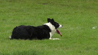 Treialon Cŵn Defaid Trinwy Ifanc  Sheep Dog Trials Young Handler [upl. by Lathrop]