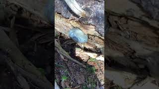 Red belted polypore fungi at different stages fungus [upl. by Mcgray217]