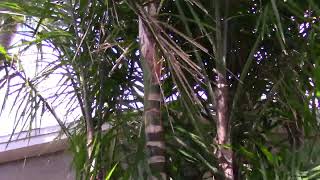 Syagrus stenopetala Palm in Brevard County [upl. by Petigny]