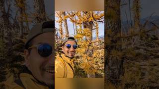 The Larches at Mt Frosty Manning Park 2024 larch manningpark hike britishcolumbia [upl. by Alahc]