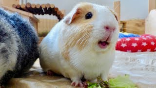 Guinea Pig Floor Time Vlog Squeaking and Popcorning Guinea Pigs [upl. by Lladnik]