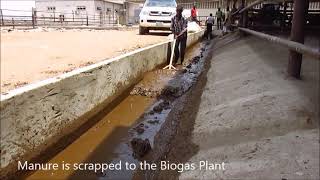 Biogas Plant at Sebore Farms [upl. by Epifano]