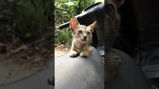 Cute baby cat shortvideo viralvideo shortvideo [upl. by Letsirc939]