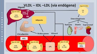 Metabolismo de las lipoproteínas clasificación de Fredrickson y fármacos hipolipemiantes [upl. by Stranger]