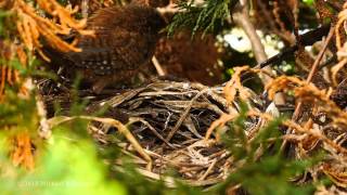 Eurasian Wren Troglodytes troglodytes Adult feeding nestlings 5 [upl. by Hennahane]