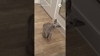 甘えん坊猫さんのアピールが…😻｜PECO ロシアンブルー 猫 愛猫家 猫のいる暮らし russianblue cat catlover catlife [upl. by Nathanial]