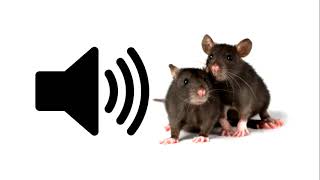 Mouse  Sound Effect  ProSounds [upl. by Acinorehs]