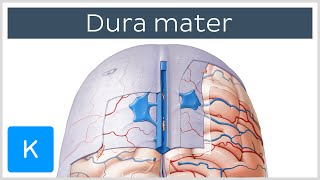 Dura mater  Function Location amp Layers  Neuroanatomy  Kenhub [upl. by Spearman]