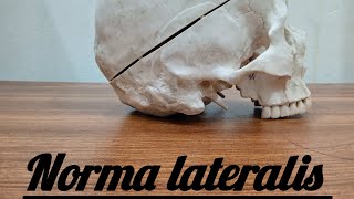 Norma lateralis skull anatomy [upl. by Li763]