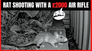 Rat Shooting With £2000 Air Rifle  Air Rifle Hunting [upl. by Anuqahs]