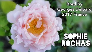 SOPHIE ROCHAS ROSE plant by Georges DELBARD 2017 France バラソフィー ロシア [upl. by Zilevi]