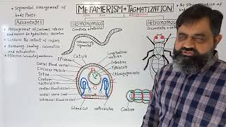 Metamerism and Tagmatization UrduHindi medium  Prof Masood fuzail metamerism tagmatization [upl. by Suivatram810]