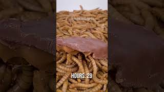 10 000 Mealworms vs SNICKERS [upl. by Tahpos901]