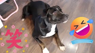 Funny staffy mix dog treats おやつが早く欲しすぎた結果😂😂😂 staffy cutedog [upl. by Ahsilem]