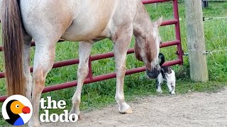 Horses Rescue A Tiny Kitten  The Dodo [upl. by Cherise]