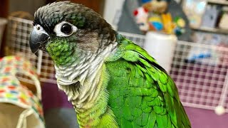 Green Cheek Conure Talking amp Sounds  Talking Parrot [upl. by Mindi870]