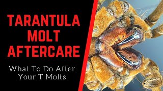 Tarantula Molt Aftercare What To Do After Your Tarantula Molts [upl. by Lalo]