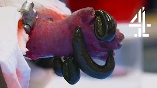 Using Leeches To Save A Kittens Life  The Supervet  Channel 4 [upl. by Godewyn]