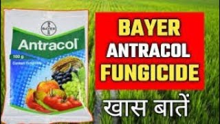 antracol fungicide content  propineb 70 wp  byeer antracol fungicide use in hindi [upl. by Enorel996]