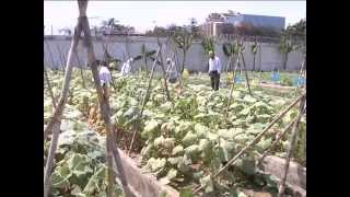 Agricultura Orgánica Clase 5 La siembra del Huerto [upl. by Eniarda]