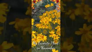 🍁🍂 Plant Pick for a Foggy November Day🍁🍂 fallgarden gardening fallgardening fallplanting [upl. by Bbor725]