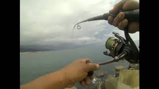 Fishing video today catching KAWAKAWA Maui Hawaii [upl. by Anayik]