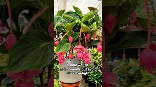 Grow FAST with These Easy Indoor Planting Hacks [upl. by Rratsal478]