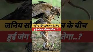 Eagle Vs Snake  eagle  snake  बाज़ utubeshorts ytyutube facts utube video hindifacts [upl. by Onairam]