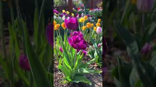 Planting tulips flower shortvideo howtogrowportulaca portulacaplant gardenflower floweringplant [upl. by Asilav908]