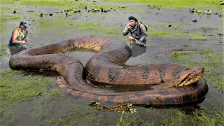 10 Biggest Snakes Ever Captured [upl. by Renick]