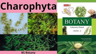 Charophyta  Charophyta BS Botany [upl. by Gile]