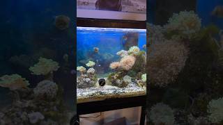 Nano reef tank maintenance coralreeftank fishtank saltwateraquarium [upl. by Kiyohara]