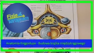 Anatomia Kręgosłupa  Budowa krążka międzykręgowego 5 FizjoTerapia HD [upl. by Muir]