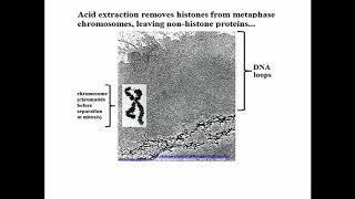 1742 Histones and Non Histone Proteins [upl. by Tebazile]