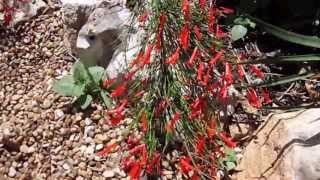 Red Fire Cracker Fern Russelia equisetiformis  Lisas Landscape amp Design quotPlant Pick of the Dayquot [upl. by Fee795]