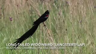 Longtailed Widowbird Langstertflap [upl. by Ametaf]