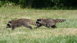 Running the Raccoons at Critter Care Wildlife Society [upl. by Verina]