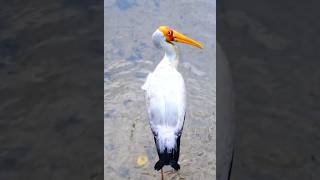 Yellowbilled stock steps in water stork steps [upl. by Viva]