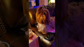 Cant keep a good dog down 💪 dogsofyoutube shihtzus shorts [upl. by Aimehs]