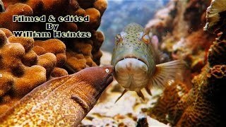 TEAM WORK white eyed moray eel and groupers hunting [upl. by Lipsey870]