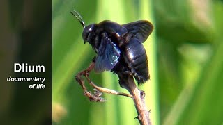 Broadhanded carpenter bee Xylocopa latipes [upl. by Aicyle]