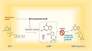 SildenafilVardenafilTadalafil disfunción eréctil síntesis introducción [upl. by Keg659]