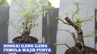 Bonsai ileng ileng Pemula Wajib Punya  Phyllanthus Reticulatus [upl. by Tindall]