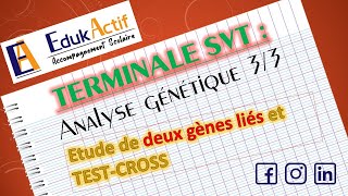 Lanalyse génétique  Terminale Spécialité SVT  Partie 33 Deux gènes liés et TestCross [upl. by Beisel]