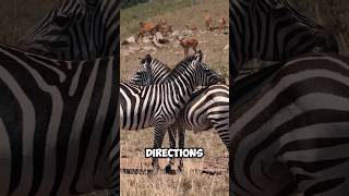 Why Do ZEBRAS DO THAT  An AMAZING FACTS 🤩 [upl. by Leile]