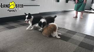 Playful Shetland Sheepdog Puppies [upl. by Aramois]