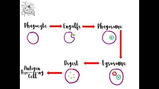 Topic 2 Phagocytosis AQA ALevel Biology [upl. by Eillor141]