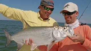 Tarpon and Blacktip Sharks with Scott Martin  4K [upl. by Marney]