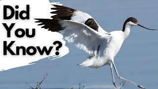 Things you need to know about the AVOCET [upl. by Nerradal]